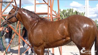 🔥Cometa🪁 C Santa Fe de Mario LaGary🔥 Carril El Alacran🦂 QRO [upl. by Setarcos474]