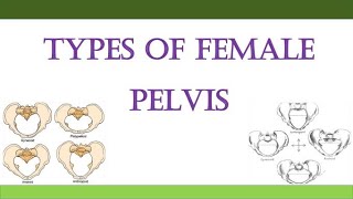 Types of Female Pelvis [upl. by Thomas]