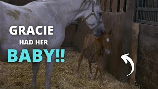 Gracie had her baby Live foal birth amp Aftermath [upl. by Adihsaar298]