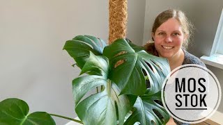 🌱🌿☘️ Zo doe je dat Je Monstera opbinden met behulp van een Mosstok 🌱🌿☘️ [upl. by Nizam736]