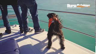 Akaroa Dolphins  Dolphin Dogs [upl. by Akinoj]