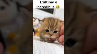 Gatti coccolosi compilation divertenti 😹😻 [upl. by Muslim]