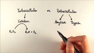 AS Biology  Intracellular vs Extracellular enzymes OCR A Chapter 41 [upl. by Ruamaj]