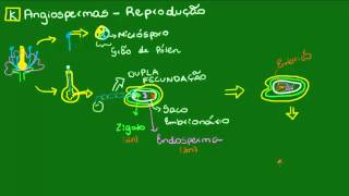 Formação do embrião e da semente das Angiospermas  Botânica  Biologia [upl. by Ivets379]