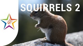 SQUIRREL SOUNDS and NOISE for kids and babies  Part 2 [upl. by Delly]