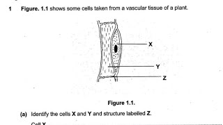 BIOLOGY EXAM QUESTION PHLOEM CELL exam2024 PREP [upl. by Oirramed]