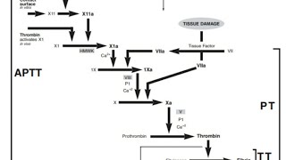 Hematology Understanding Secondary Hemostasis and Coagulation Cascade [upl. by Neille]