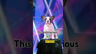 This is hilarious on AGT 😱😱😱 agt viral shorts magician magic simon sofia talent [upl. by Enelehcim809]