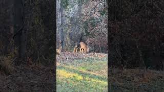 Three whitetailed deer foraging in the woods [upl. by Roselyn58]