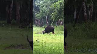 KABINI BISON kabini kabinisafari wildlife elephant tiger [upl. by Zalucki]