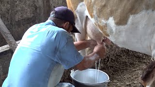 Ganadería garantiza seguridad alimentaria y generación de empleos en Matagalpa [upl. by Ralfston]