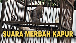 SUARA MERBAH KAPUR  SUARA PANGGILAN TRUCUKAN [upl. by Oag982]