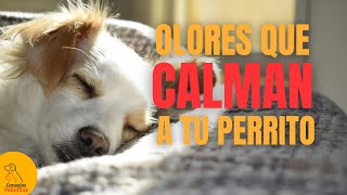 Aromas vs Medicinas ¿Cuál es la Mejor Opción para tu Perro [upl. by Lynette]