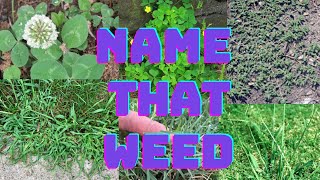 Weed Identification  DIY Lawn Coach [upl. by Beverley]