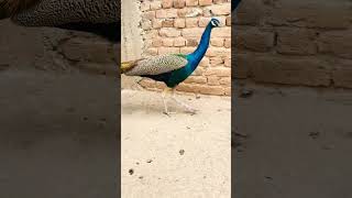 peacock birds viralshort youtubeshorts subscribe [upl. by Pippy]