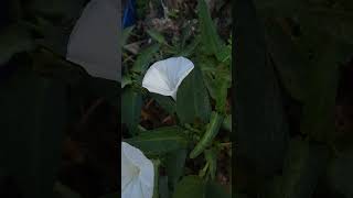 কলমি শাক ll Collard Greens ll all gardening garden nature eating [upl. by Itnava]