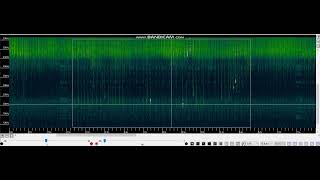 Pipistrellus pipistrellus maternity roost 2022c social calls C [upl. by Hgielak551]