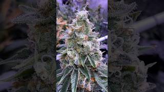 Incredibly dense “PLATINUM KUSH BREATHE REMIX” from Inhousegenetics [upl. by Odnalo510]