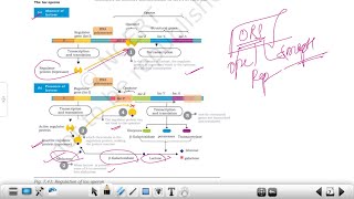 Lac operon an inducible operon  Regulation of gene expression in Bacteria [upl. by Yennep]