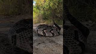 Intense Rattlesnake Coiled and Rattling 🐍 shorts [upl. by Hakym]