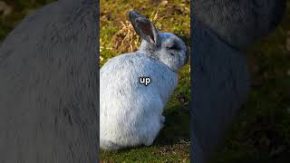 Fun Facts about Holland Lops 🐰bunny cuteanimals animals pets bunnylife hollandlop [upl. by Bhayani]