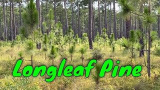 Longleaf Pines Pinus palustris In Habitat [upl. by Doak]