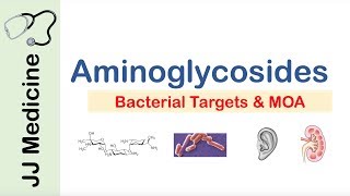 Aminoglycosides  Bacterial Targets Mechanism of Action Side Effects [upl. by Aicilyhp]