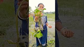 আজ পুকুর থেকে কচুরিপানা ☘️গাছ তুলে আনলাম বাড়িতে লাগাবো বলে 😀 water hyacinth ☘️shorts waterplant [upl. by Ellehc]