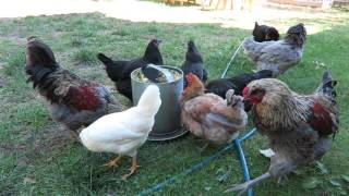 Gorgeous Backyard Chickens 19 weeks Chatty Update [upl. by Aicilas]