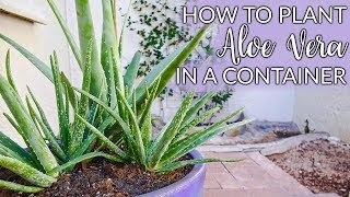 Steps to Planting Aloe Vera In Containers Plus The Mix to Use  Joy Us Garden [upl. by Yrrum399]