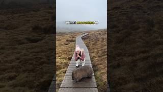 launceston tasmania wombats cradlemountain [upl. by Clarie]