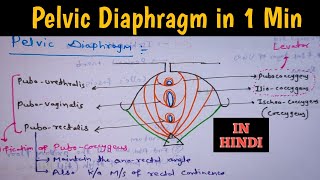 Pelvic Diaphragm Anatomy in just 1 Minute Shorts [upl. by Eladroc]