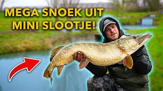 Deze MEGA vis hadden we NOOIT VERWACHT – Alles over wintersnoek in de polder [upl. by Oos]