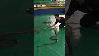 Пхукет змеинная ферма Phuket Snake Farm [upl. by Waldron]