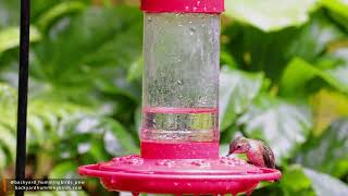 Rufous hummingbirds hummingbird hummingbirds hummingbirdfeeder wildlife [upl. by Efren]