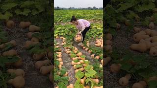 Guide to Growing and Harvesting Cucurbita moschata 🔥💥👍satisfying shorts farming [upl. by Jill]