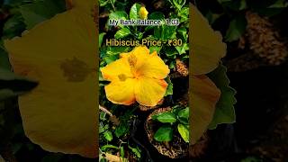 Tips For Hibiscus Plant  How To Bought Plant shorts shortsvideo garden gardening [upl. by Jedd]