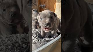 Sassy Staffy puppy with excited barks and growls puppystyle puppydogeyes blueeyes puppylife pup [upl. by Corydon]