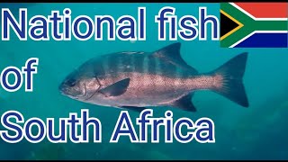 The national fish of South africa Everything you need to know about the galjoen including the taste [upl. by Krahling]