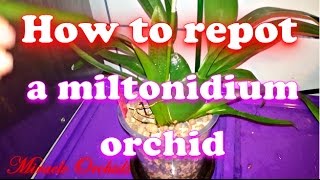 How to repot an miltonidium oncidium type orchid  Repotting Miltonidium Melissa Brianne [upl. by Decrem]