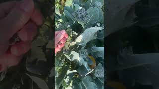 Homestead garden harvest part 1 gardenharvest urbanhomestead gardening [upl. by Manvil]