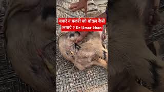 Intravenous injection in goat l dr Umar khan [upl. by Balling]