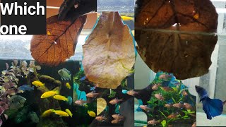 benefits of almond leaf in aquarium special for small fish shrimp [upl. by Nwahsram]