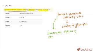 Hexose monophosphate pathway takes place in [upl. by Enilrad56]