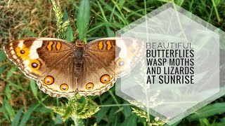 Beautiful Butterflies Wasp Moths and Lizards at Sunrise [upl. by Hayouqes519]