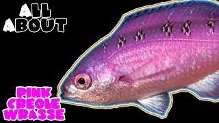 All About The Pink Creole Wrasse [upl. by Dunstan]