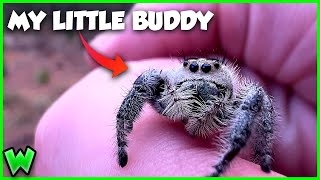 The Process of Making Friends with a Jumping Spider ft JacksWorldofWildlife [upl. by Nayr]