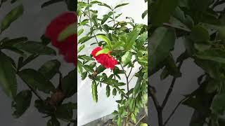 Anar  pomegranate flower coming gardening wintergardening anarplant￼ nature [upl. by Asi]