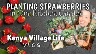 Planting Strawberries 🍓  Village Homestead  Life in Kenya  VLOG [upl. by Vilberg]