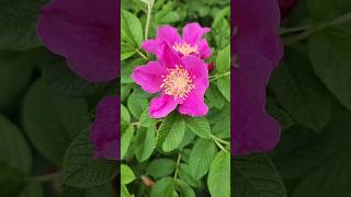 나무 해당화 꽃과 열매 Rosa rugosa 🌺 [upl. by Teillo]